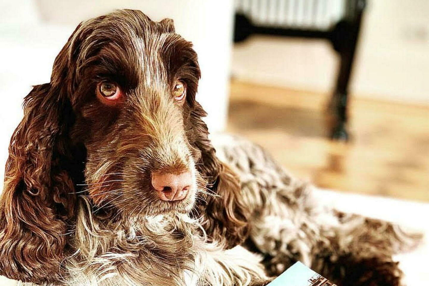 Ce médecin sexologue reçoit en consultation avec son chien, un cocker femelle à l’écoute des patients